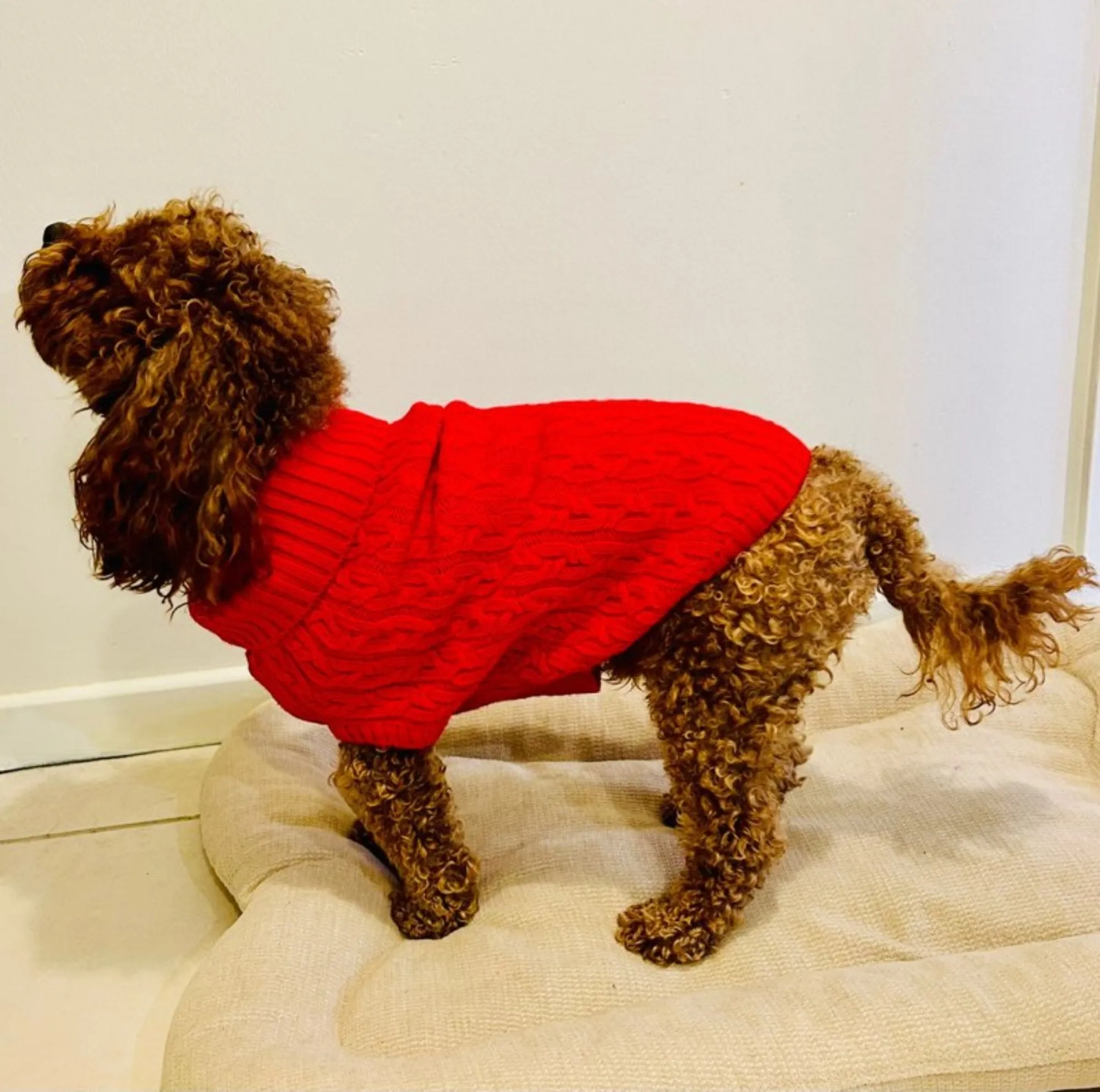 Dogs and Cats Colorful Knitted Turtleneck Sweater for Dogs