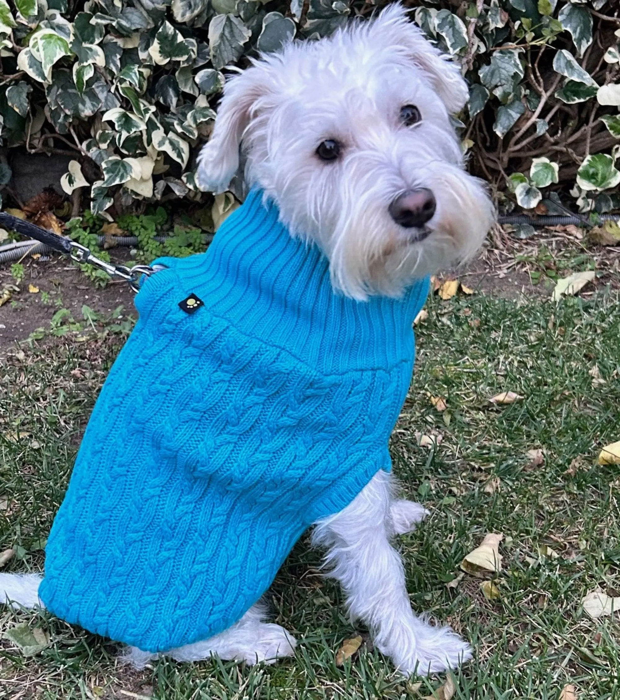 Dogs and Cats Colorful Knitted Turtleneck Sweater for Dogs