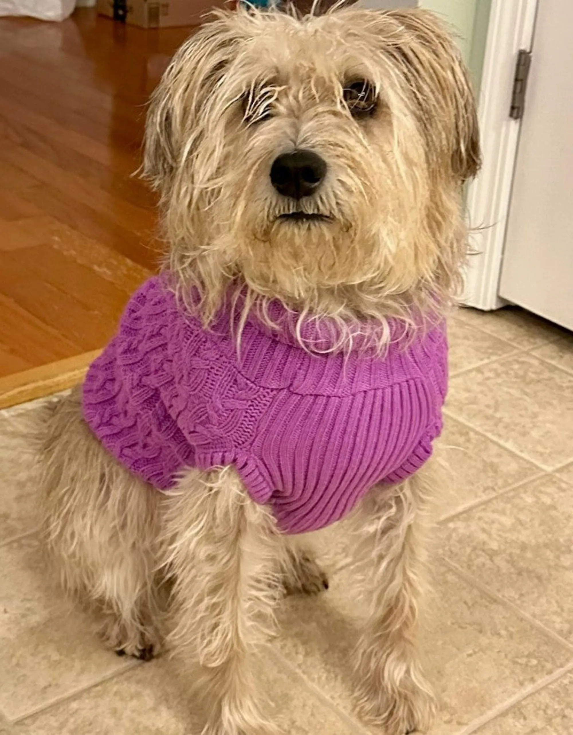 Dogs and Cats Colorful Knitted Turtleneck Sweater for Dogs