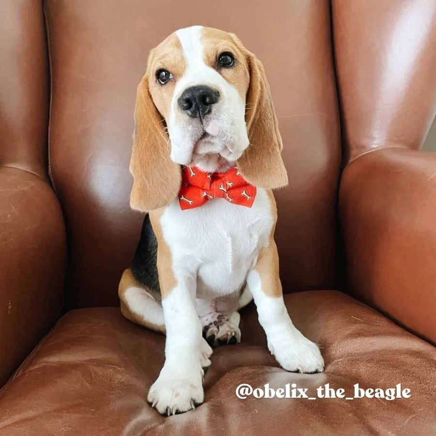 Fetch Bowtie Unbreakable Collar™ & Leash Set