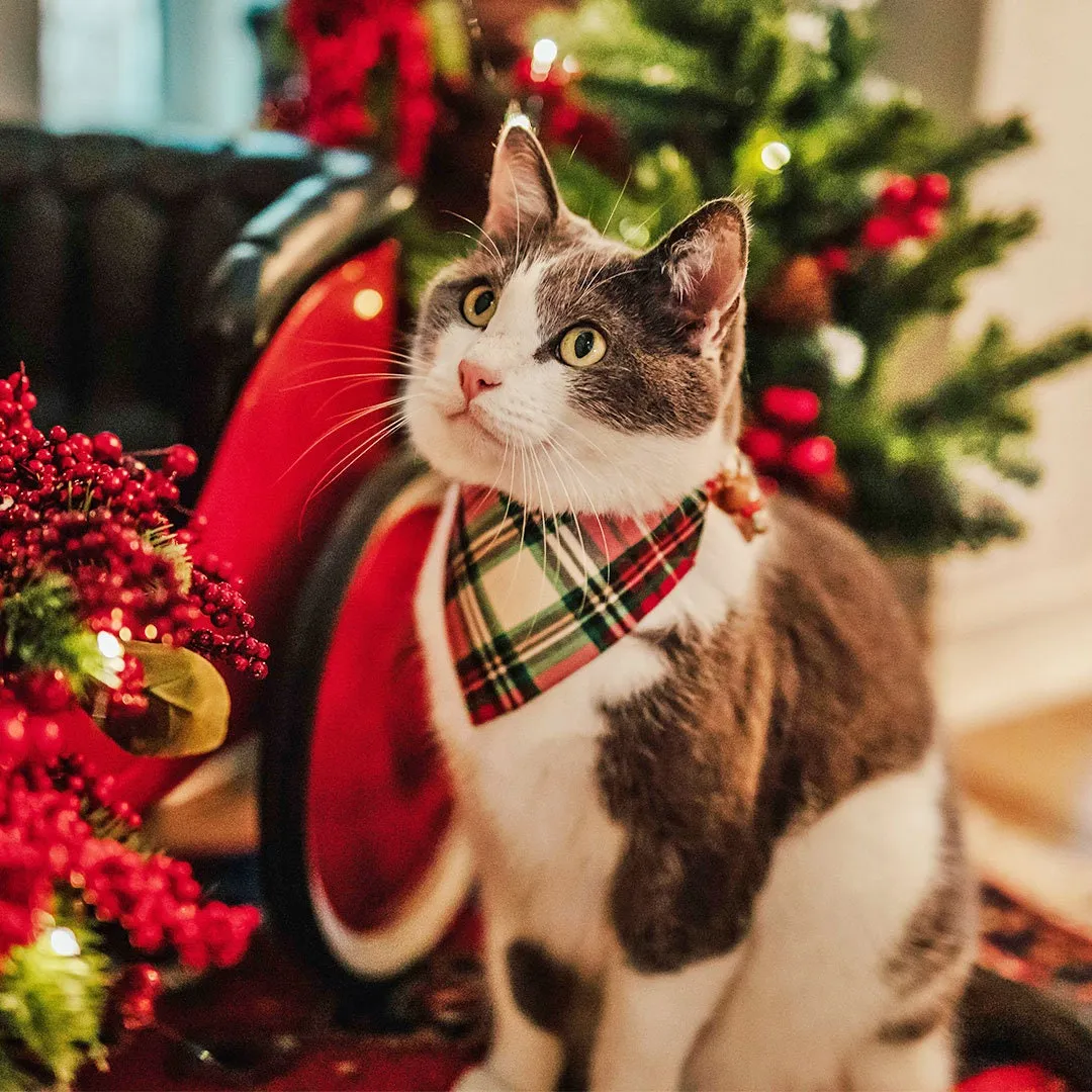 Pet Bandana - "Birchwood" - Red & Green Holiday Plaid Bandana for Cat   Small Dog / Christmas / Slide-on Bandana / Over-the-Collar (One Size)