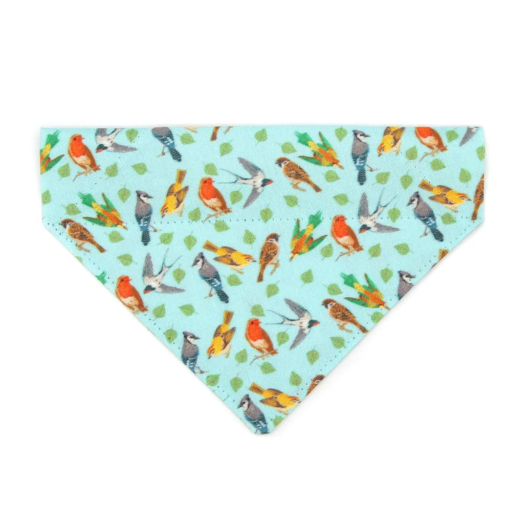 Pet Bandana - "Birds of a Feather" - Robin's Egg Blue Bird Bandana for Cat   Small Dog / Nature Lover, Audubon, Sibley / Slide-on Bandana / Over-the-Collar (One Size)