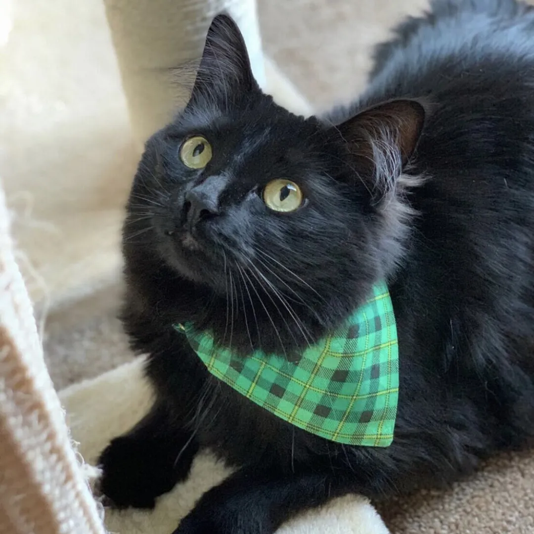 Pet Bandana - "Dublin" - St. Patrick's Day / Green Plaid Bandana for Cat Collar or Small Dog Collar / Slide-on Bandana / Over-the-Collar (One Size)