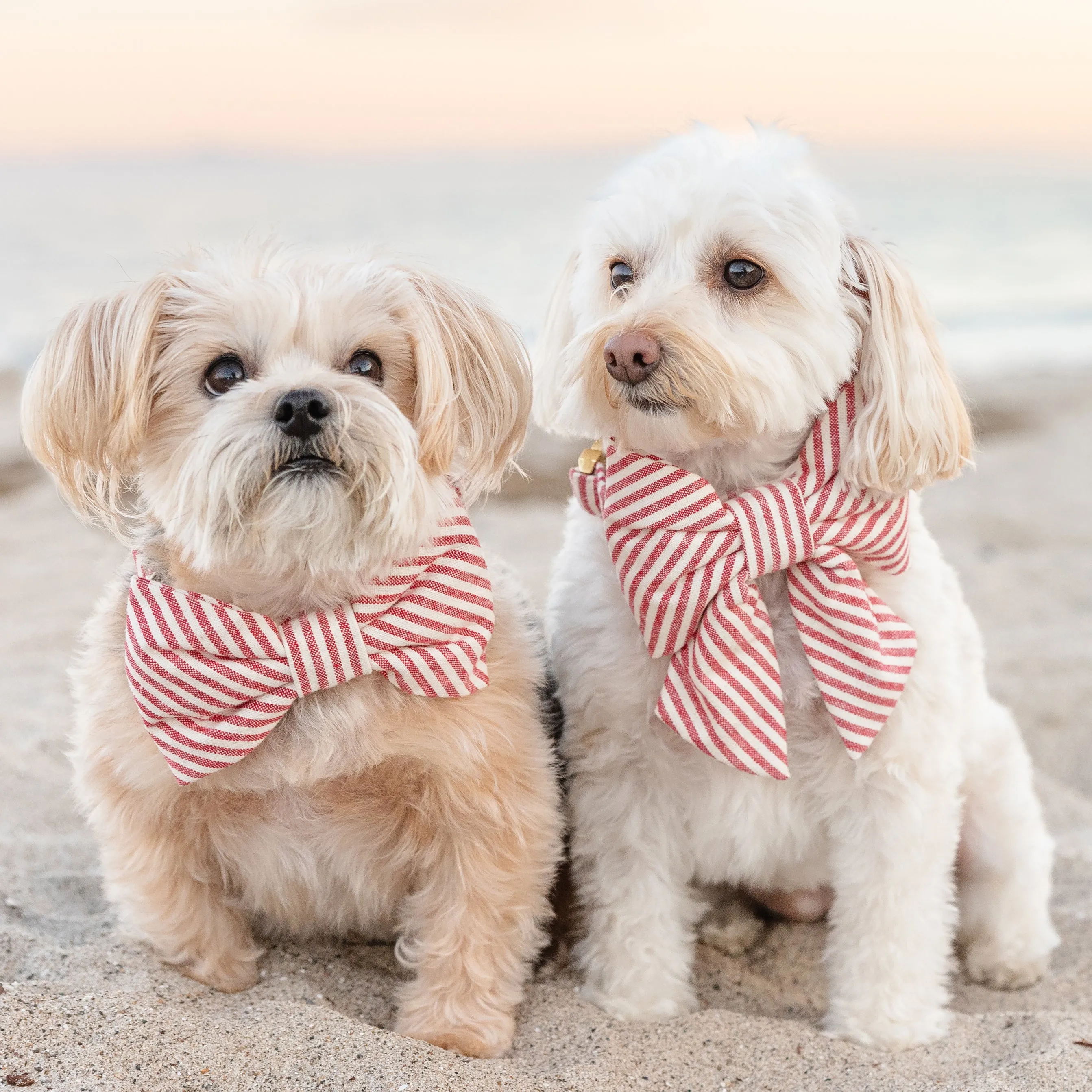 Red Stripe Lady Bow Collar