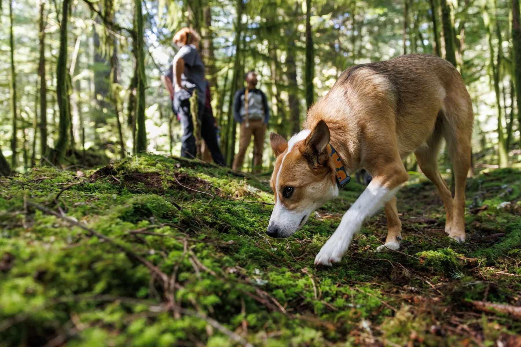 Ruffwear - Crag Collar