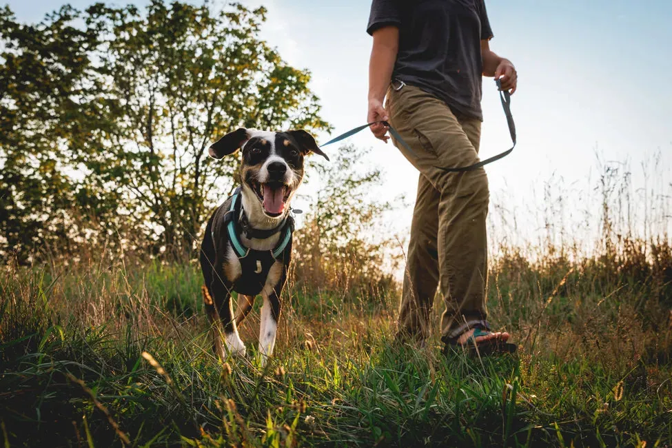 Ruffwear Hi & Light™ Lightweight Dog Harness (Alpenglow Pink)